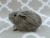 Little Grey Guinea Pig Plushie