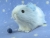Little Light Blue Dutch Guinea Pig Plushie (Smooth)