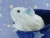 Little Light Blue Guinea Pig Plushie (Fluffy)