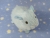 Little Light Blue Guinea Pig Plushie (Fluffy)