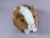 Little Light Brown Dutch Guinea Pig Plushie