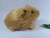 Little Light Brown Guinea Pig Plushie