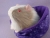 Little Lilac Grey Dutch Guinea Pig Plushie