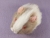 Little Lilac Grey Dutch Guinea Pig Plushie