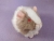 Little Lilac Grey Dutch Guinea Pig Plushie