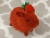 Little Maroon Guinea Pig Plushie