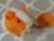 Little Orange Dutch Guinea Pig Plushie