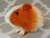 Little Orange Dutch Guinea Pig Plushie