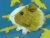 Little Pea Green Dutch Guinea Pig Plushie