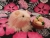 Little Pink Longhaired Guinea Pig Plushie