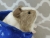 Little Silver Dutch Guinea Pig Plushie