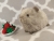 Little Silver Guinea Pig Plushie