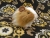 Little Tan Dutch Guinea Pig Plushie