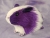 Little Violet Dutch Guinea Pig Plushie