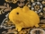 Little Yellow Guinea Pig Plushie
