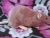 Mauve Rat Plushie