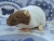 Mink Capped Rat Plushie