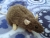 Mink Rat Plushie
