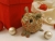 Green Holly Guinea Pig Ornament