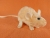 Peach Mouse Plushie