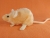 Peach Mouse Plushie