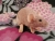 Pink Mouse Plushie