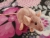 Pink Mouse Plushie with White Belly