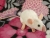 Pink Siamese Mouse Plushie