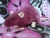 Plum Rat Plushie