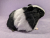 Big Black Dutch Guinea Pig Plushie