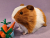 Big Ginger Dutch Guinea Pig Plushie