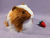 Big Ginger Dutch Longhaired Guinea Pig Plushie
