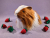 Big Ginger Dutch Longhaired Guinea Pig Plushie