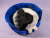 Little Black Dutch Guinea Pig Plushie