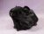 Little Black Guinea Pig Plushie