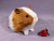 Little Ginger Dutch Guinea Pig Plushie