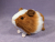 Little Ginger Dutch Guinea Pig Plushie
