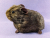 Big Agouti Brown Guinea Pig Plushie