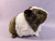 Big Agouti Brown Dutch Guinea Pig Plushie