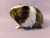 Little Agouti Brown Dutch Guinea Pig Plushie