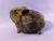 Little Agouti Brown Guinea Pig Plushie