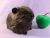 Big Dark Brown Guinea Pig Plushie