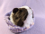Little Dark Brown Dutch Guinea Pig Plushie