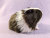 Little Dark Brown Dutch Guinea Pig Plushie