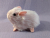 Little Pink Guinea Pig Plushie