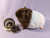Big Neapolitan "Nea" Guinea Pig Plushie