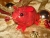 Red with Gold Vines Guinea Pig Ornament