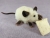 Siamese Mouse Plushie