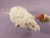 White Rex Rat Plushie