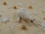 White Snow Mouse/Rat Ornament (Gold)